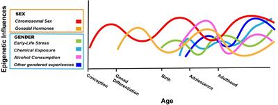 Does Gender Leave an Epigenetic Imprint on the Brain?